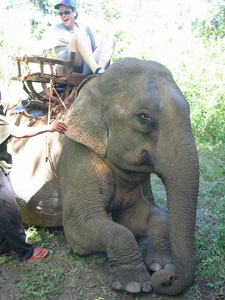 cheryl on elephant