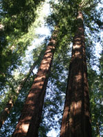 Pacific Northwest Massive Redwoods