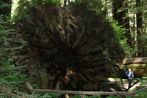 Pacific Northwest Dyerville Giant Magnus