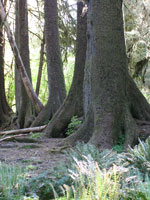 Pacific Northwest Hoh Rainforest Nurse Log