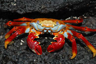 Crazy Coloured Crab