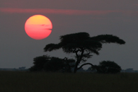Sunset Across The Serengeti